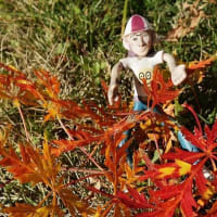 紅葉の終りに
