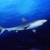 オグロメジロザメ Gray Reef Shark ｂｌｕｅ ｈｅａｖｅｎ