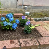 2025庭いじり№04（ようやく花壇に花を植えます）