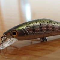 Dコンタクト50は釣れる