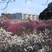 荒山公園の梅林（２０２５年３月９日）