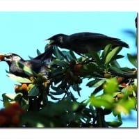 ヤマモモ　カラス去りムクドリの時