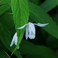 舎人公園でも夏の花が
