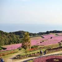 あわじ花さじきのコスモス♪