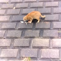 天気が回復したので