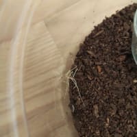 ナナフシ幼虫飼育記録　3/6