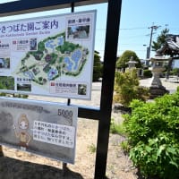 八橋かきつばた