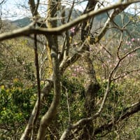 卯月の穀雨　奥武蔵の花の山　蕨山に登る