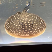 13日目