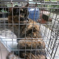 母猫が見せた生後間もない子猫への愛情