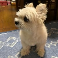 プレゼントに用意した逸品？