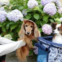 三宝水再生センターの紫陽花(^^♪