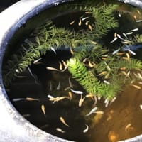 残暑猛暑酷暑