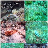 石垣島の魚たち