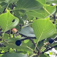 6月前半の地元の空とお花 & 鉄