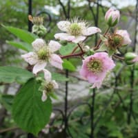 ブラックベリーの花