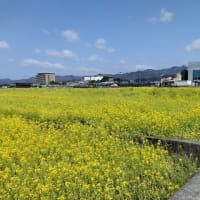 見奈良の菜の花畑（東温市）