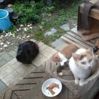 まだ子育て中