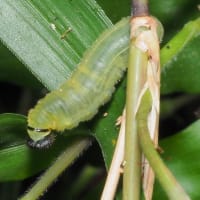 コチャバネセセリ　幼虫