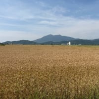 田植えが終了しました