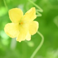 夏色のはな。