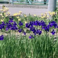 アヤメの開花