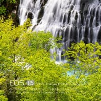 新緑白鬚の滝