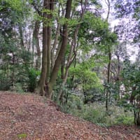 笹塚古墳　栃木県宇都宮市　