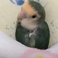 アゲハの次男クン旅立ちました🦋✨