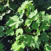 田舎へ　７月　③