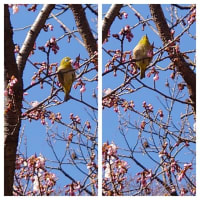 寒桜🌸