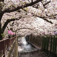花見
