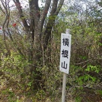 井戸湿原のトウゴクミツバツツジを見に2025/5