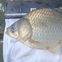 新中川(5月11日)ルンルン気分の釣行！