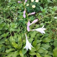 初めて買った、タイガーリリーの花が咲きました～～！！