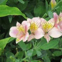 6月の終盤、夏の先駆けの花も咲き出す（埼玉・所沢）