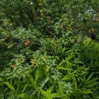 6月15日うどん旅の帰りに畑　オクラ　さつま芋の苗追加　梅収穫