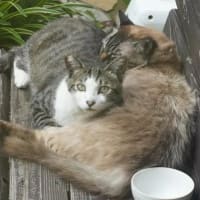 外猫さんはお団子してご飯待ち♪