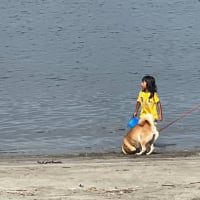 朝のお台場。柴犬の海水浴‼️