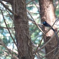 サンコウチョウ