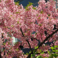 お茶の水で桜に会う