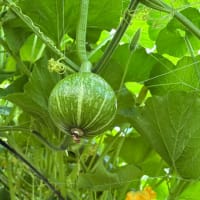 夏野菜