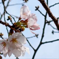 万代池公園の桜🌸咲き始め♫