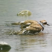 コチドリの水浴び　諏訪湖にて