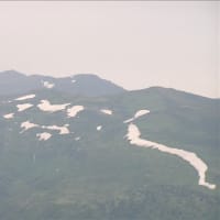 白い花はマルバシモツケとヒメイワタデで～す。