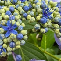 ガクアジサイ（額紫陽花）の開花