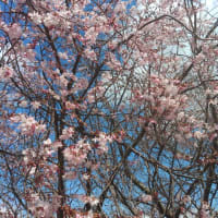去年より遅いが、