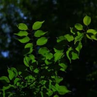 見頃を迎えた(2025年6月)「アジサイ」を記録してきました。①