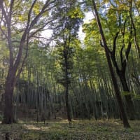 京都・八幡、石清水八幡宮（２）