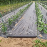 ナス、とうがらし支柱建て終わる